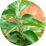 Ashwagandha root and leaves