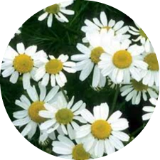 Chamomile flowers
