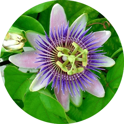 Passionflower bloom