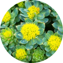 Rhodiola rosea plant