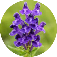 Skullcap herb