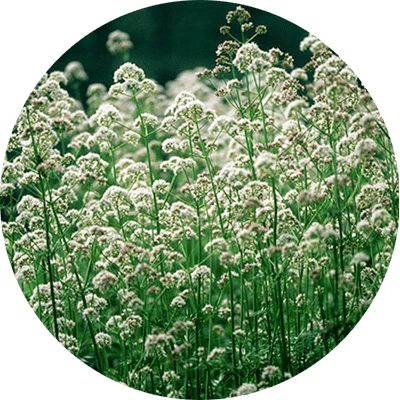 Valerian plant in flower
